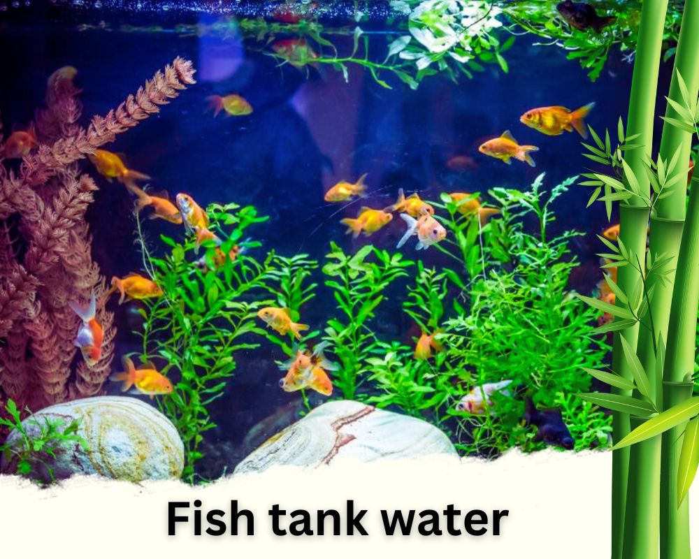 Fish tank water homemade liquid fertilizer for lucky bamboo