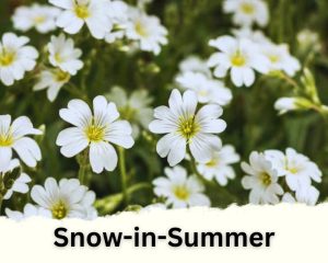 Snow-in-Summer with tiny white flowers