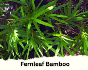 Fernleaf Bamboo is one of the different types of indoor bamboo plants