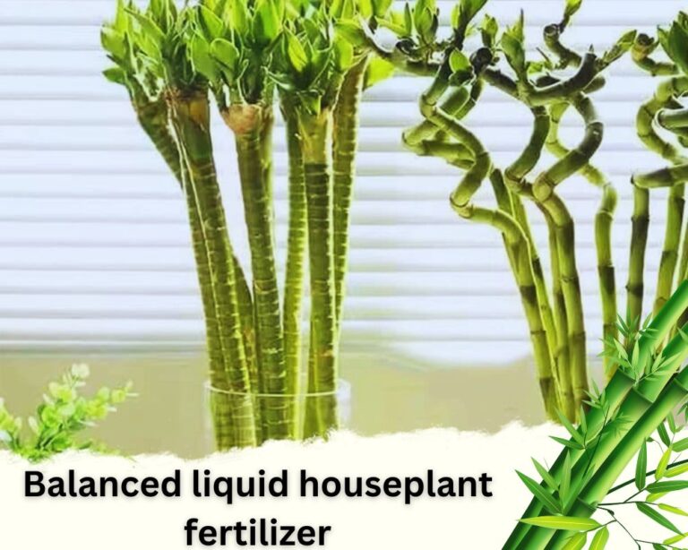 Best Tested Fertilizer for Lucky Bamboo in Water InHousePlant Your