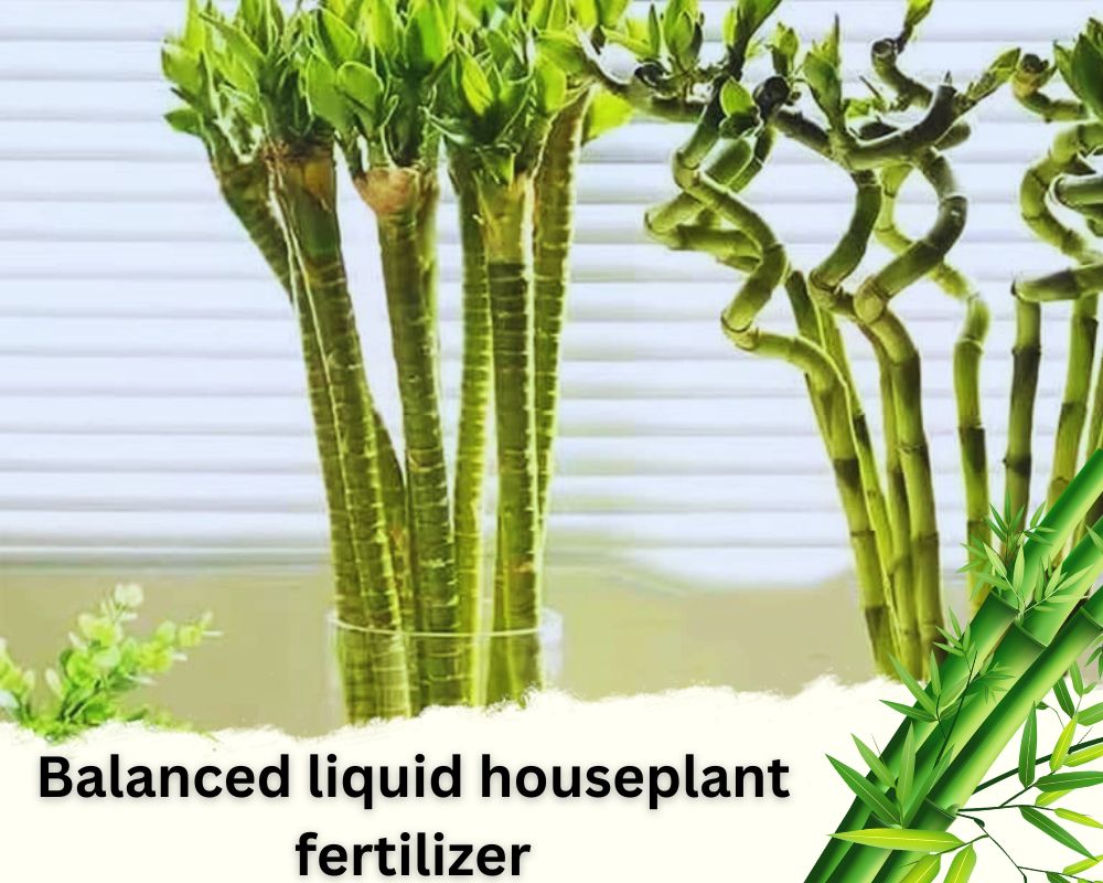 Best Fertilizer for Lucky Bamboo in Water: Balanced liquid houseplant fertilizer