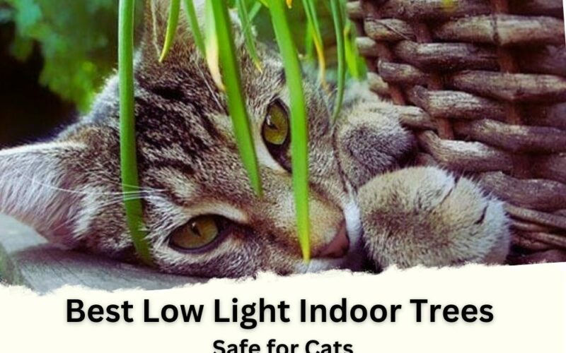 5 Best Low Light Indoor Trees Safe for Cats + Caring Points