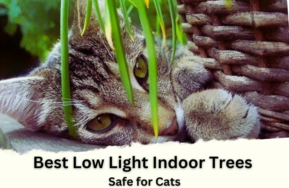 5 Best Low Light Indoor Trees Safe for Cats + Caring Points