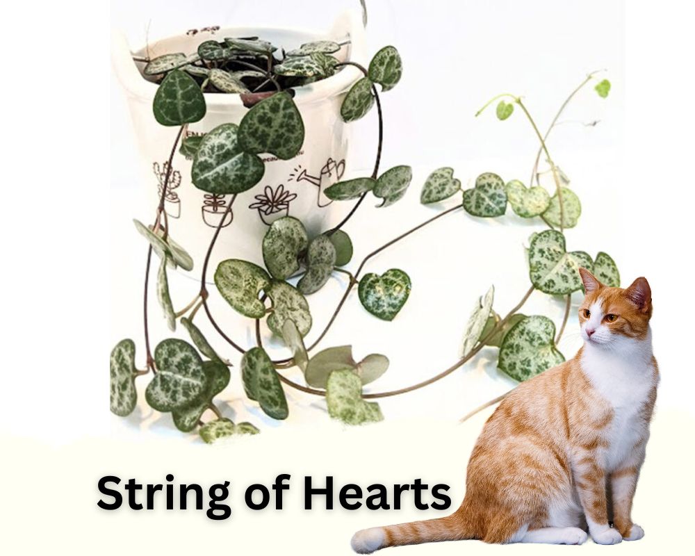 String of Hearts are not toxic for cats
