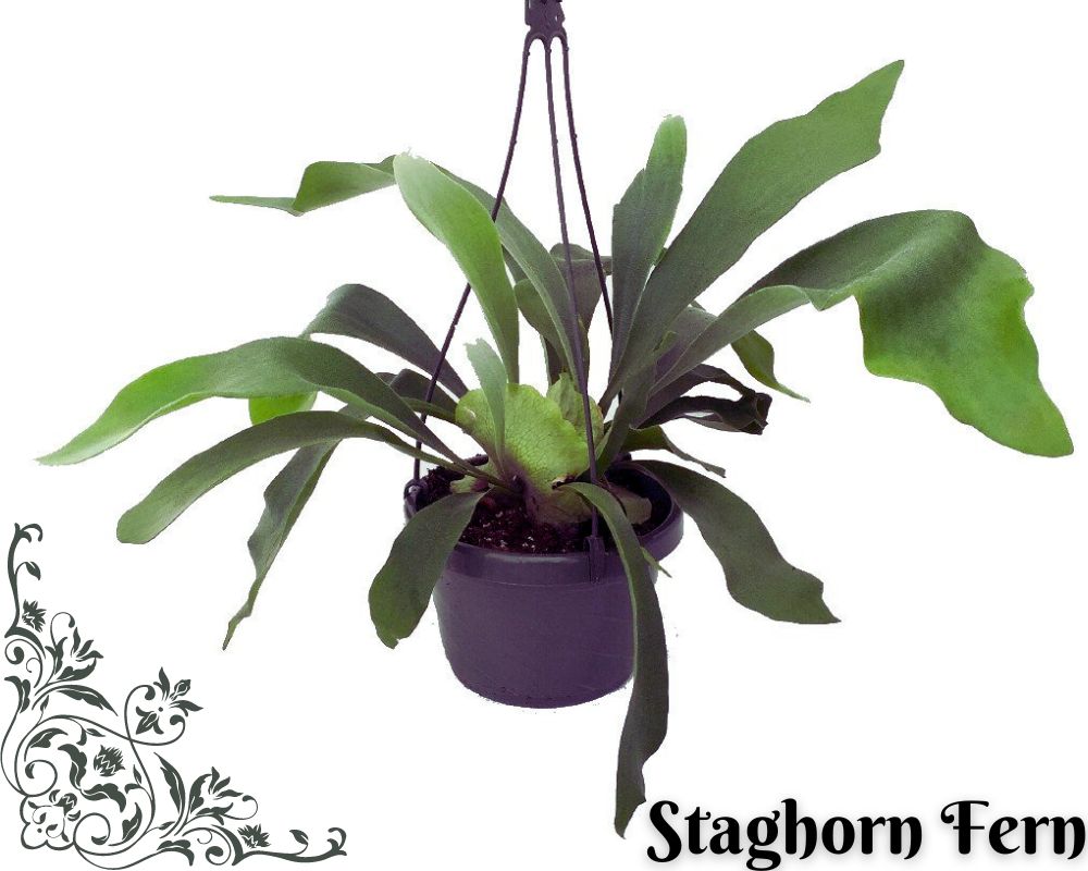 Staghorn Fern can thrive in low-light bathrooms