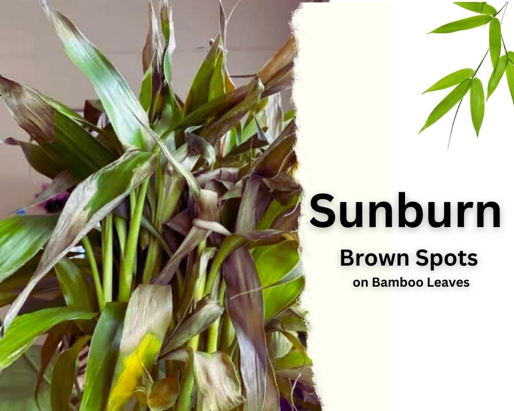 Sunburn Brown Spots on Bamboo Leaves