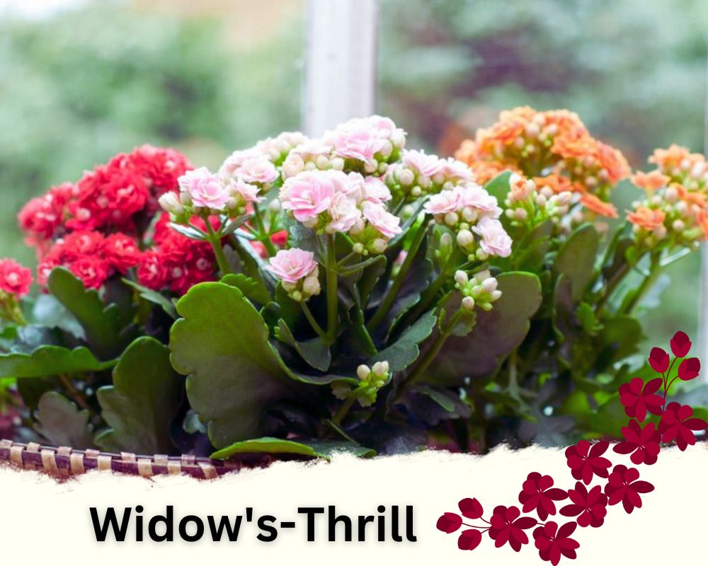 Widow's-Thrill is one of the colorful flowering house plants