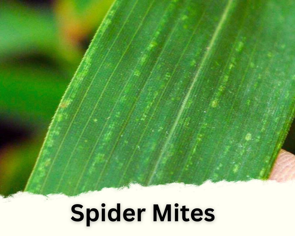 Spider Mites Infestation Can Cause White Spots on Bamboo Leaves