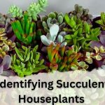 Identifying Succulent Houseplants with Pictures, Charts, Online Tools