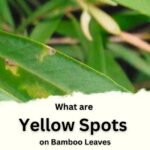 Yellow Spots on Bamboo Leaves