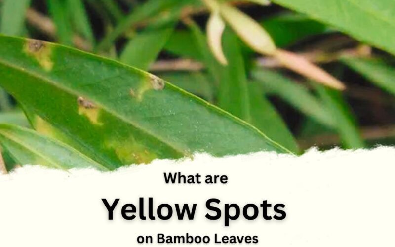Yellow Spots on Bamboo Leaves