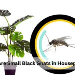 Small Black Gnats in Houseplants