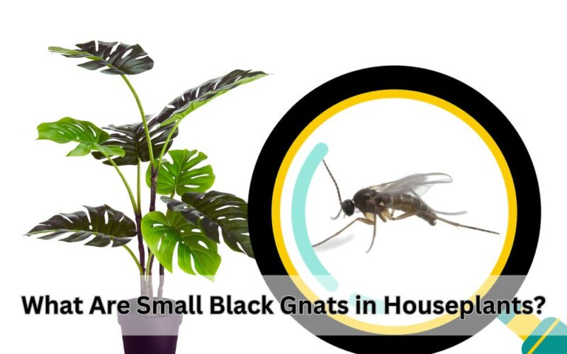 Small Black Gnats in Houseplants