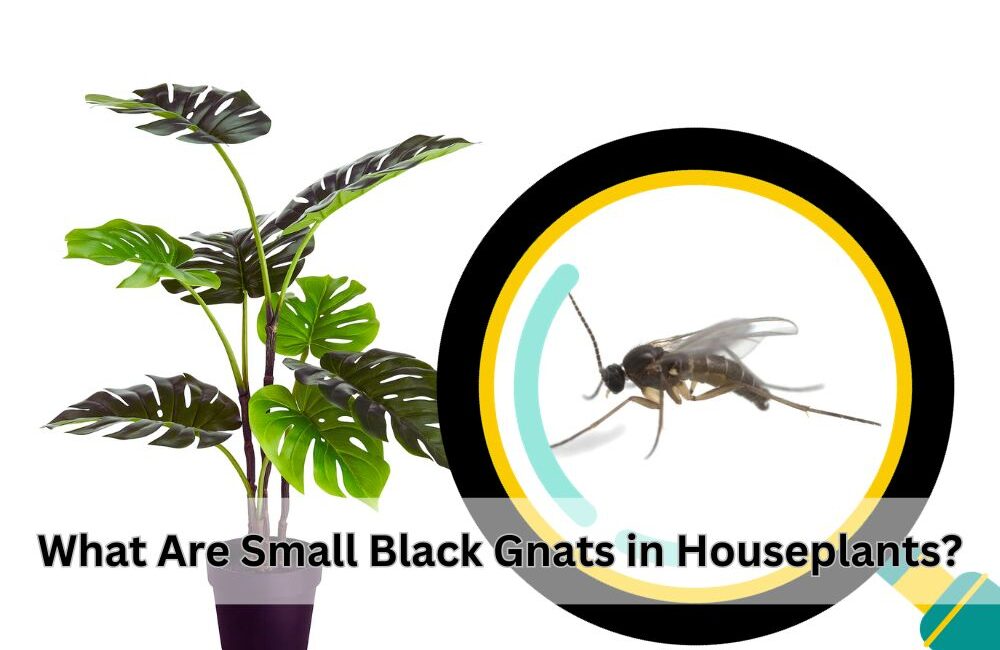 What Are Small Black Gnats in Houseplants and How to Kill