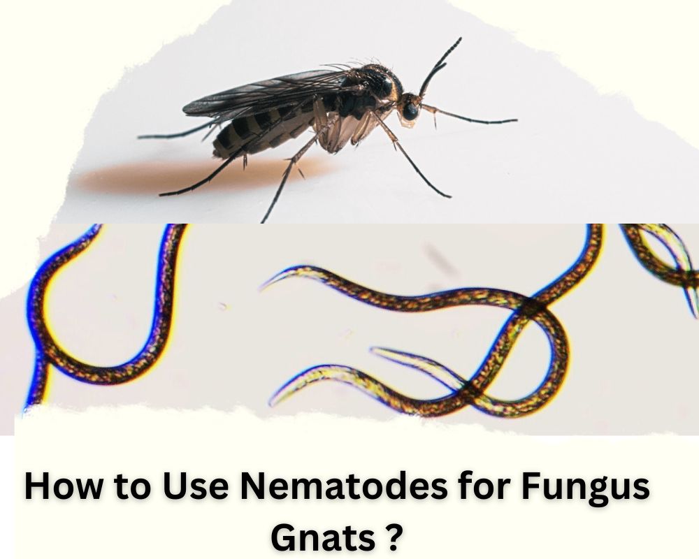 Using Nematodes for Fungus Gnats in Houseplants