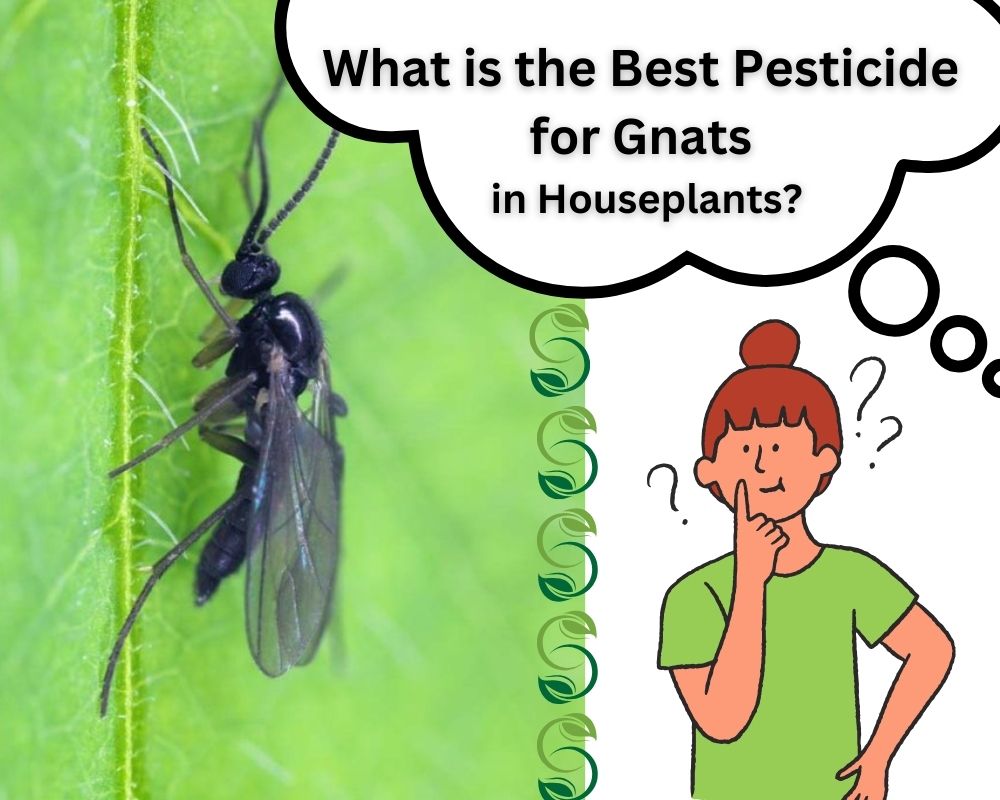 What is the Best Pesticide for Gnats in Houseplants?