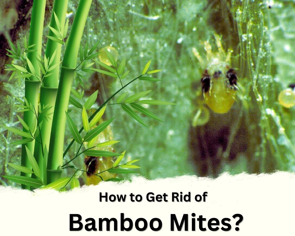 best ways to Get Rid of Bamboo Mites