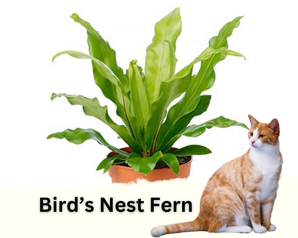 Bird’s Nest Fern can thrive in low light and are safe for cats