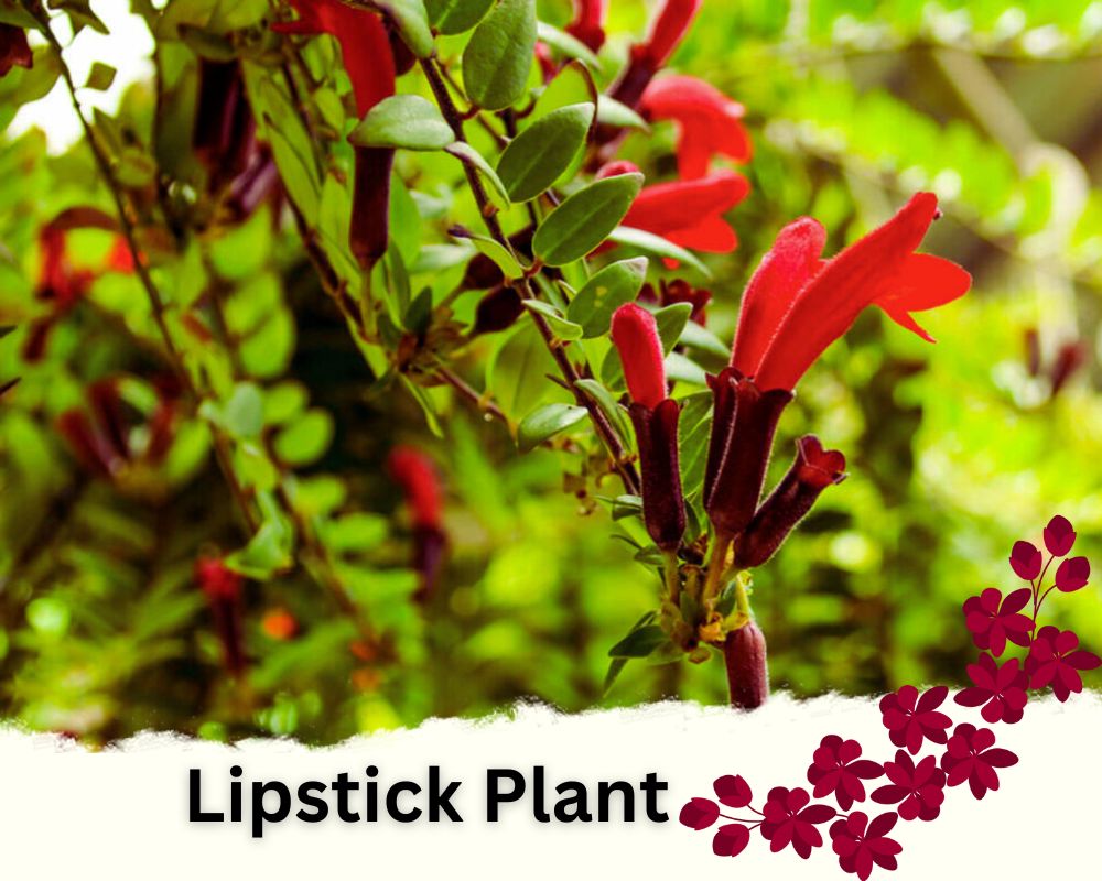 Lipstick Plant is a flowering house plant