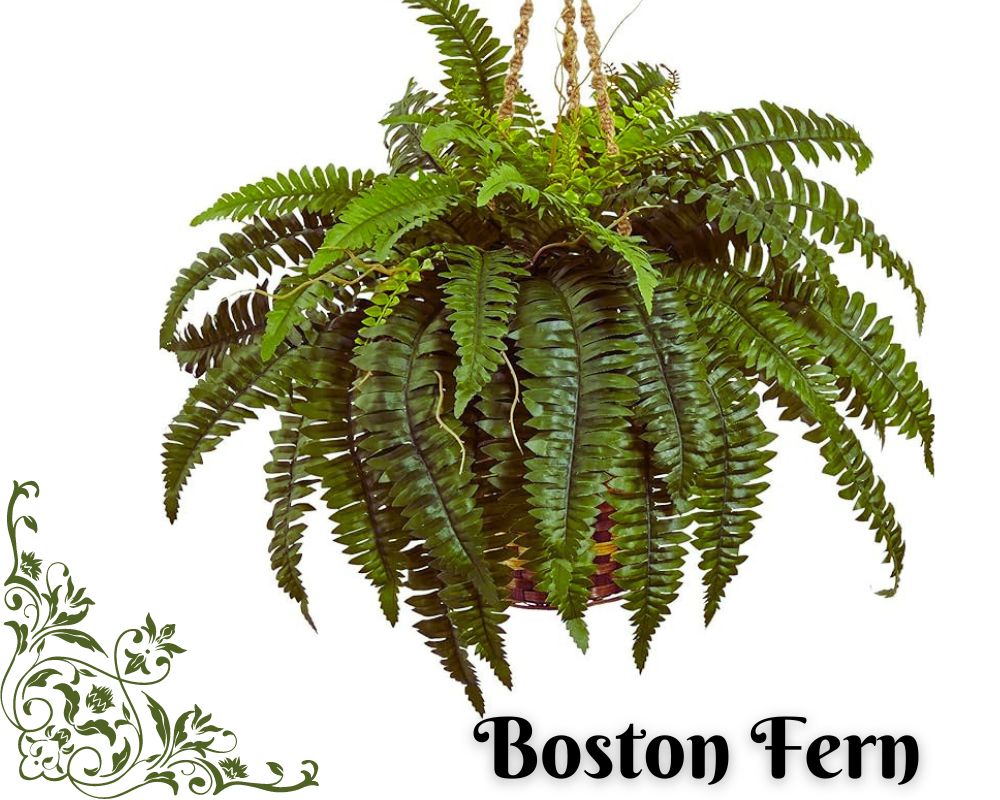 Boston Fern can thrive in low-light bathrooms