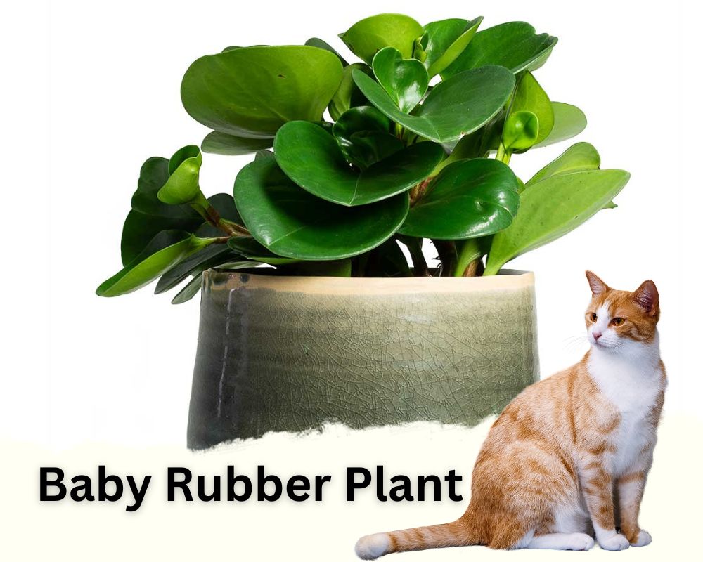 Baby Rubber Plants are low light hanging plants that are safe for cats