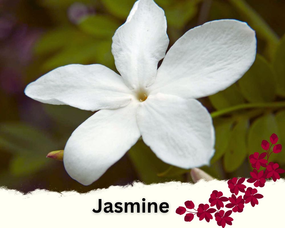 Jasmine is a flowering house plant
