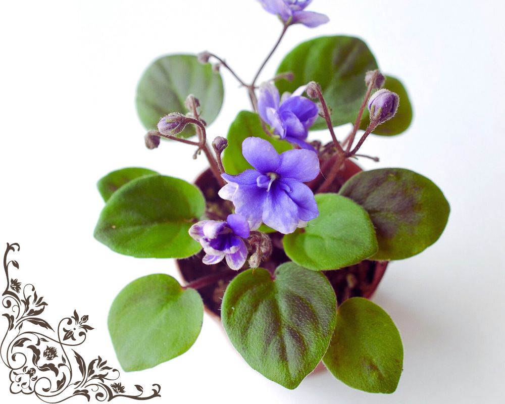 African Violet is a low light plant