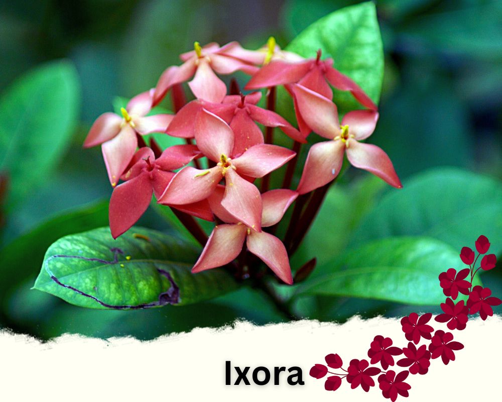 Ixora is an indoor plant with clusters of flowers