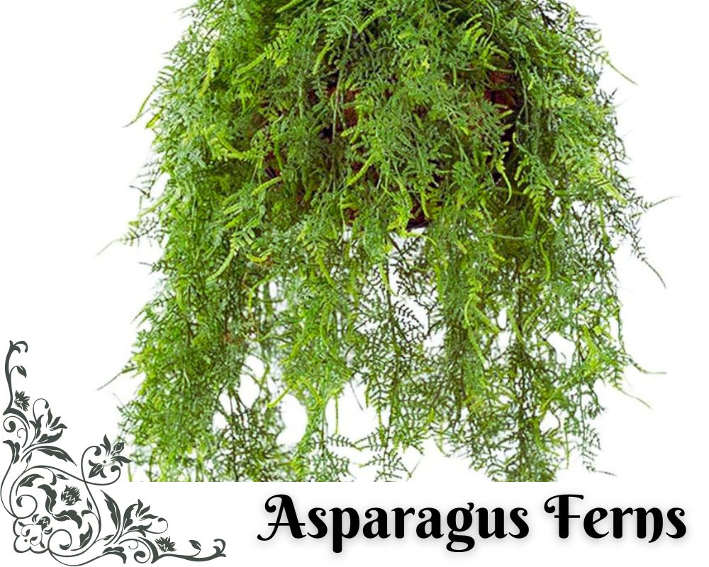 Asparagus Ferns are Bathroom Plants That can Absorb Moisture