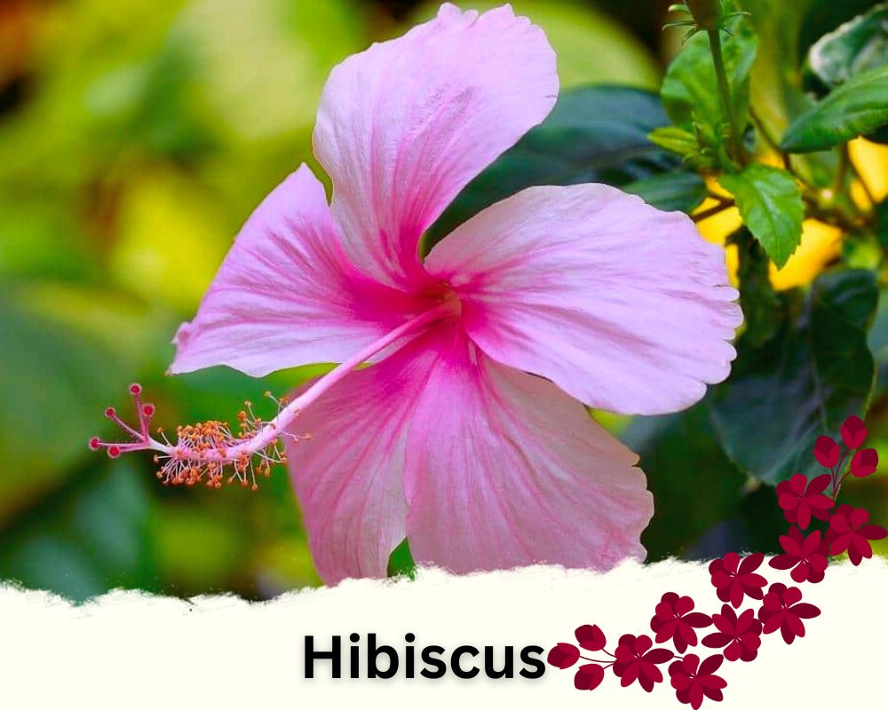 Hibiscus is a flowering house plant with large blooms