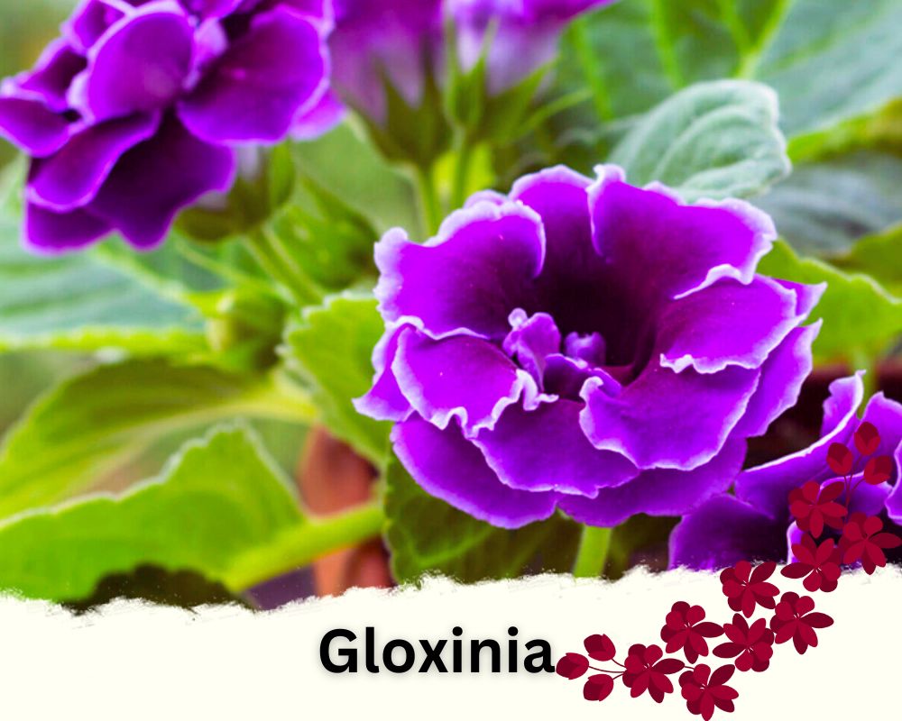 Gloxinia is a flowering houseplant