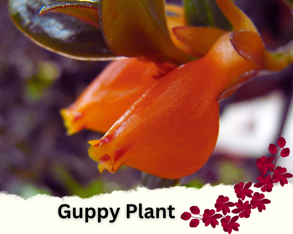Guppy Plant is a flowering indoor plant 