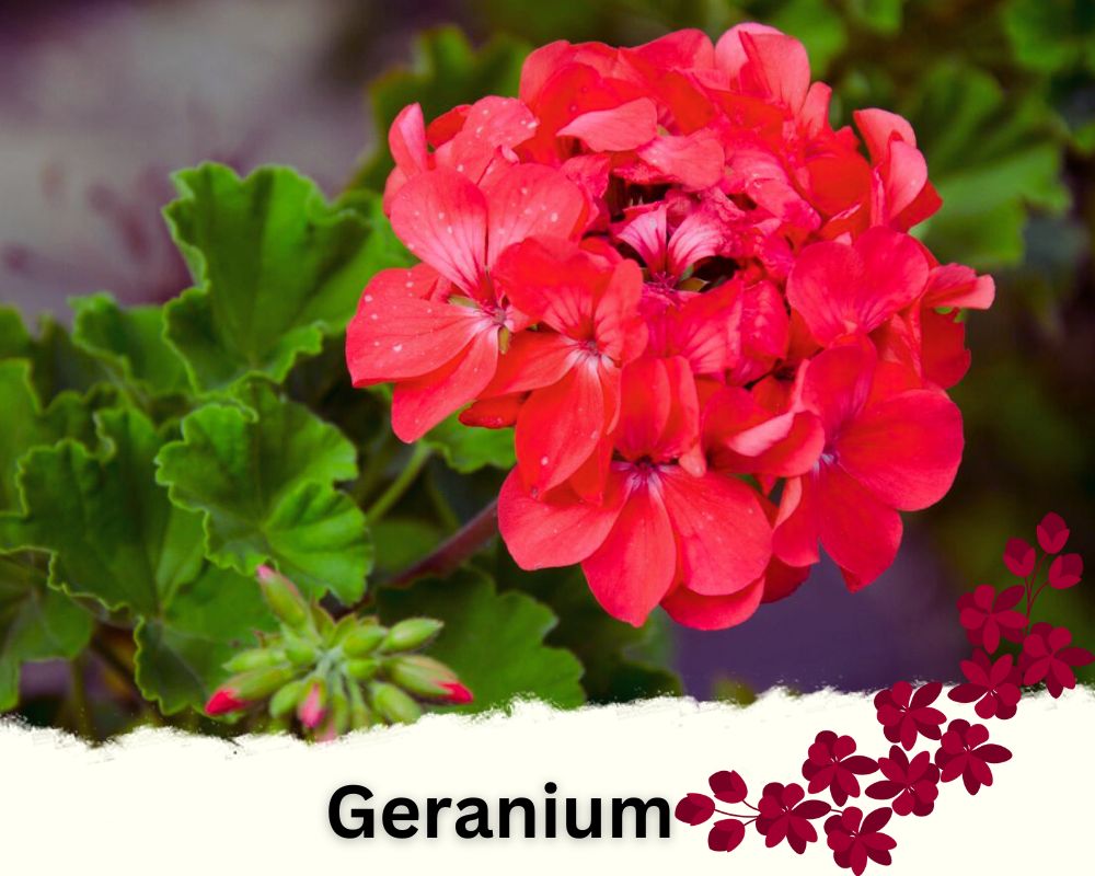 Geranium is a flowering house plant