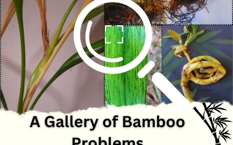A Gallery of Bamboo Problems: Treat Bamboo Diseases and Pests Easy