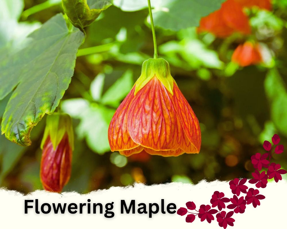 Flowering Maple is a flowering indoor plant