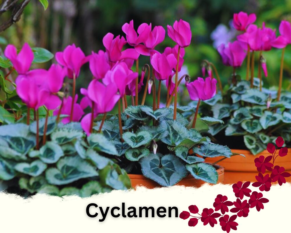 Cyclamen is a houseplant with beautiful flowers