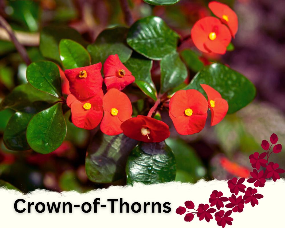 Crown-of-Thorns are common flowering houseplants