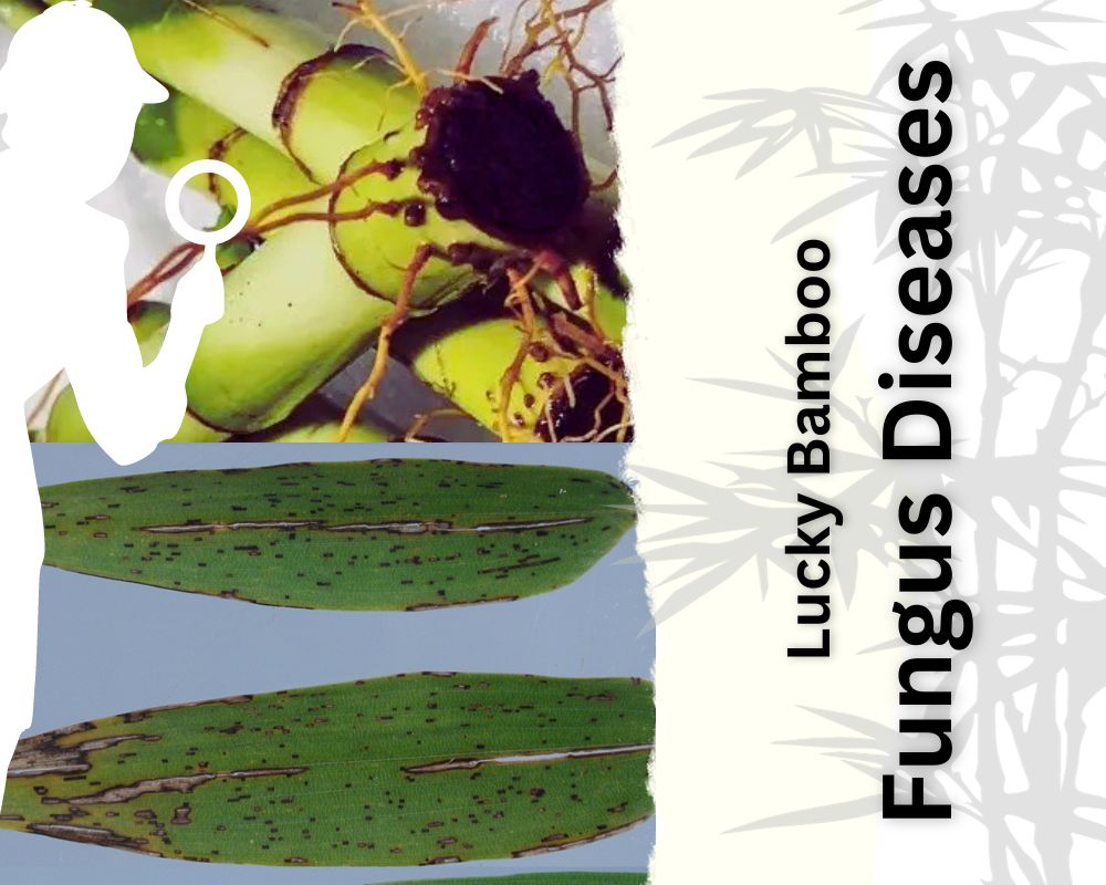 Lucky Bamboo Fungus Diseases