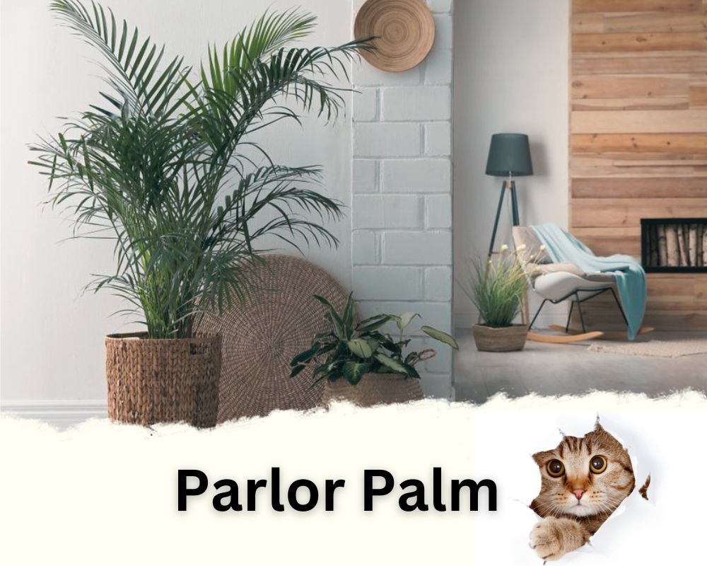 Parlor Palm is a low light indoor tree safe for cats