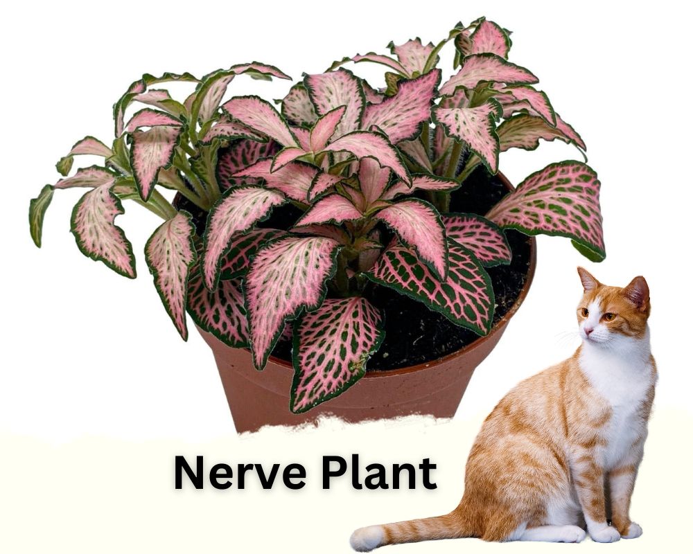 Nerve Plants are low light hanging plants safe for cats