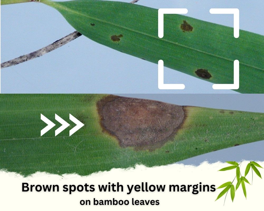 Brown spots with yellow margins on bamboo leaves