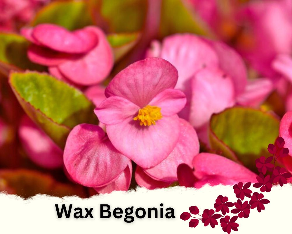Wax Begonia is a flowering indoor plant