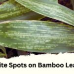 White Spots on Bamboo Leaves