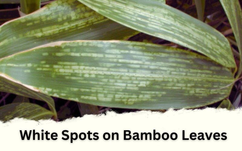 White Spots on Bamboo Leaves