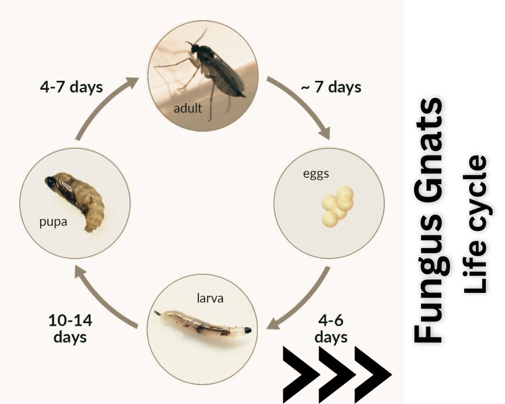 Fungus Gnats life cycle