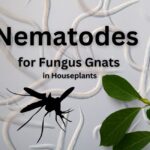 Nematodes for Fungus Gnats in Houseplants