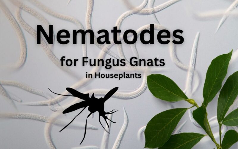 Nematodes for Fungus Gnats in Houseplants: Comprehensive Guideline