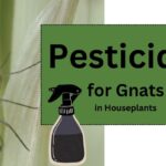Pesticide for Gnats in Houseplants