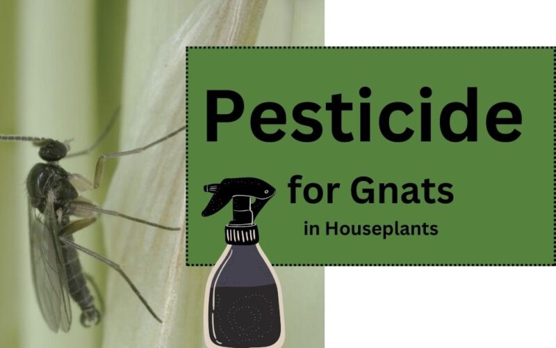 Pesticide for Gnats in Houseplants: Natural, Chemical and Homemade