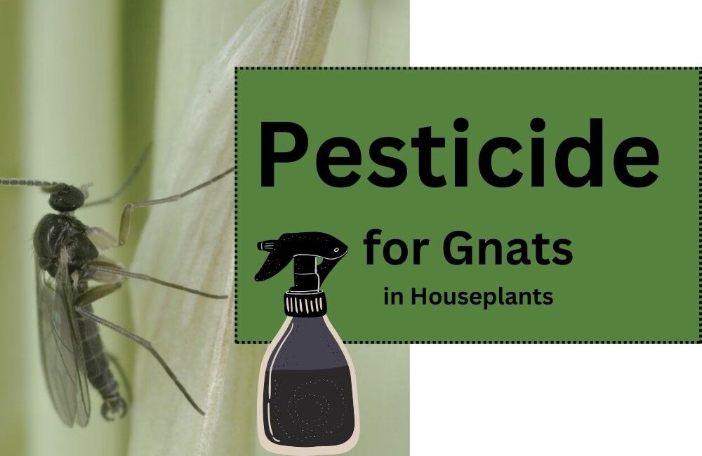 Pesticide for Gnats in Houseplants Natural, Chemical and Homemade InHousePlant Your